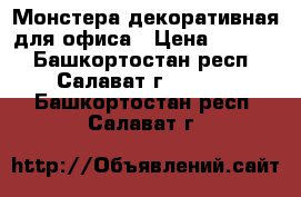 Монстера декоративная для офиса › Цена ­ 5 000 - Башкортостан респ., Салават г.  »    . Башкортостан респ.,Салават г.